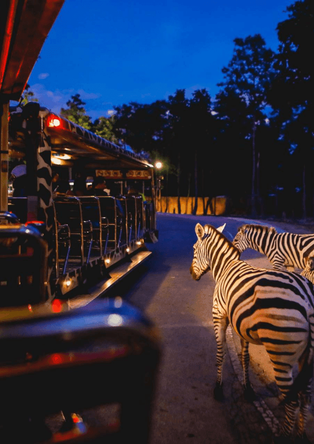 Chiang Mai Night Safari