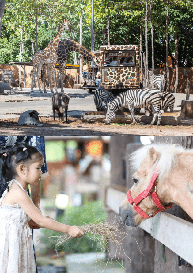 Chiang Mai Night Safari