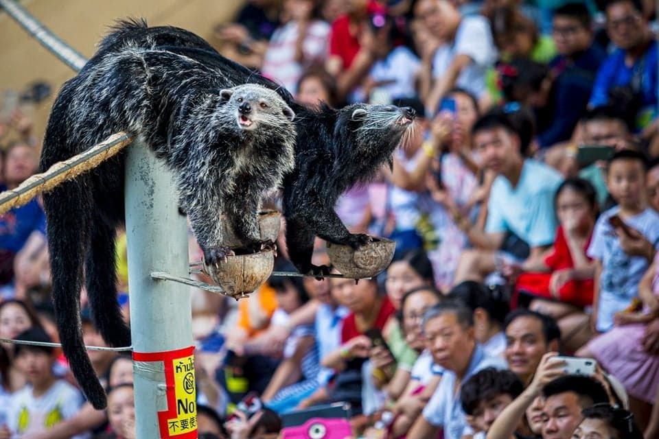 บัตรเข้าชมเชียงใหม่ไนท์ซาฟารี